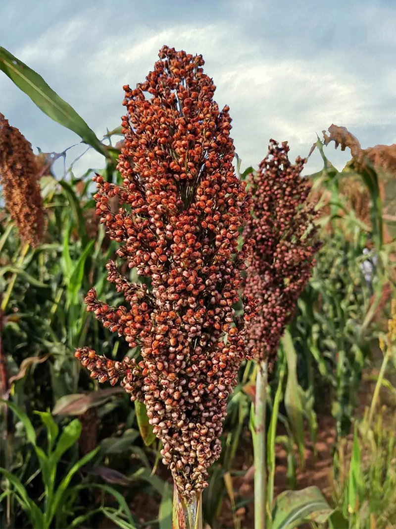 640 (1) [原始大小].jpg